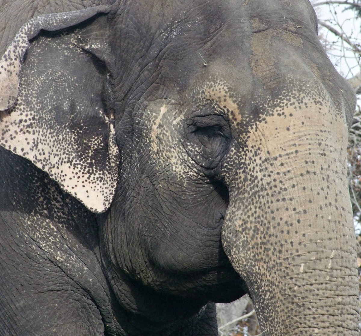 Friends_of_Lucy's tweet photo. People who think LUCY is fine at #yegzoo &amp; wouldn't benefit from transfer to a sanctuary may not follow sanctuaries to learn how elephants *thrive* in them.

Compare the expressions on Lucy's face with Maia &amp; Guida whom @GlobalElephants moved to Elephant Sanctuary Brazil in 2016. https://t.co/DlnERuasAH