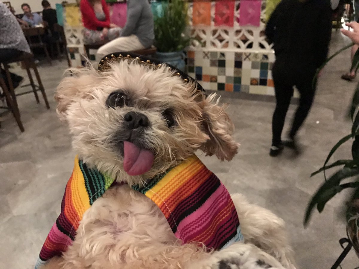 MarnieTheDog's tweet image. Meeting the gals 4 some margs