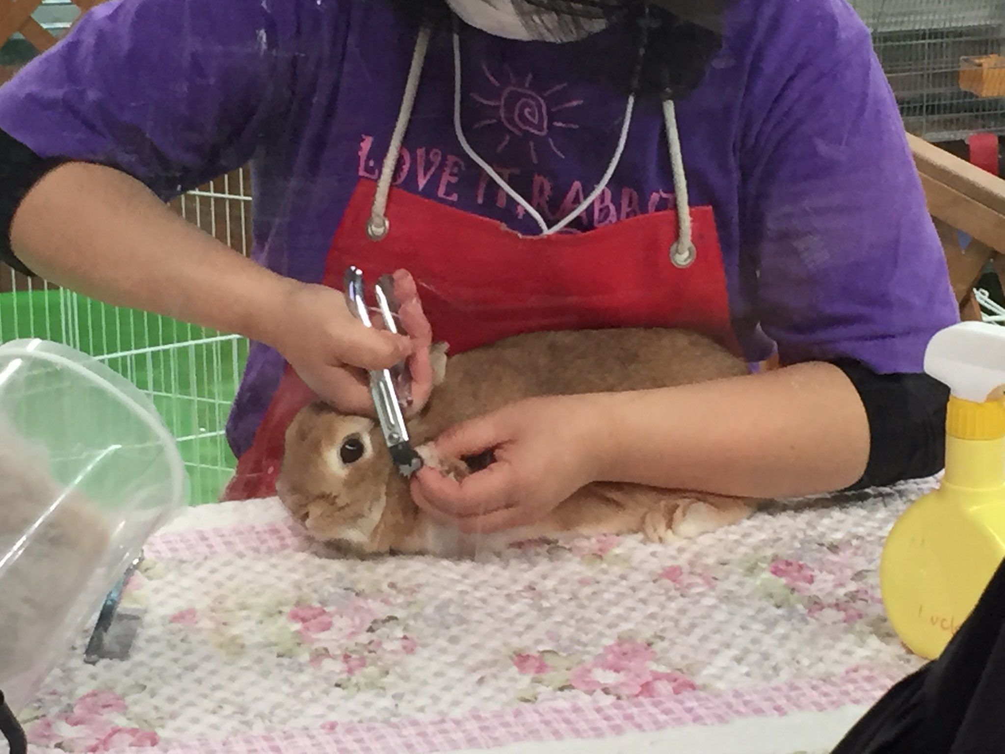 みんな大好き ペット王国 うさぎさんコーナーでは爪切り教室開催中 次は14 00からですが うさぎと一緒にご来場の方はスタッフまでぜひお声がけください T Co Sjhvcia9kn Twitter