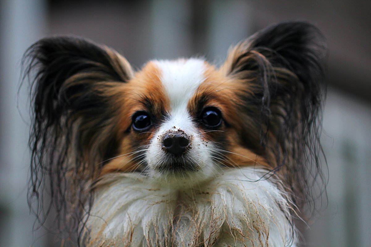 JollyDogStore tweet picture
