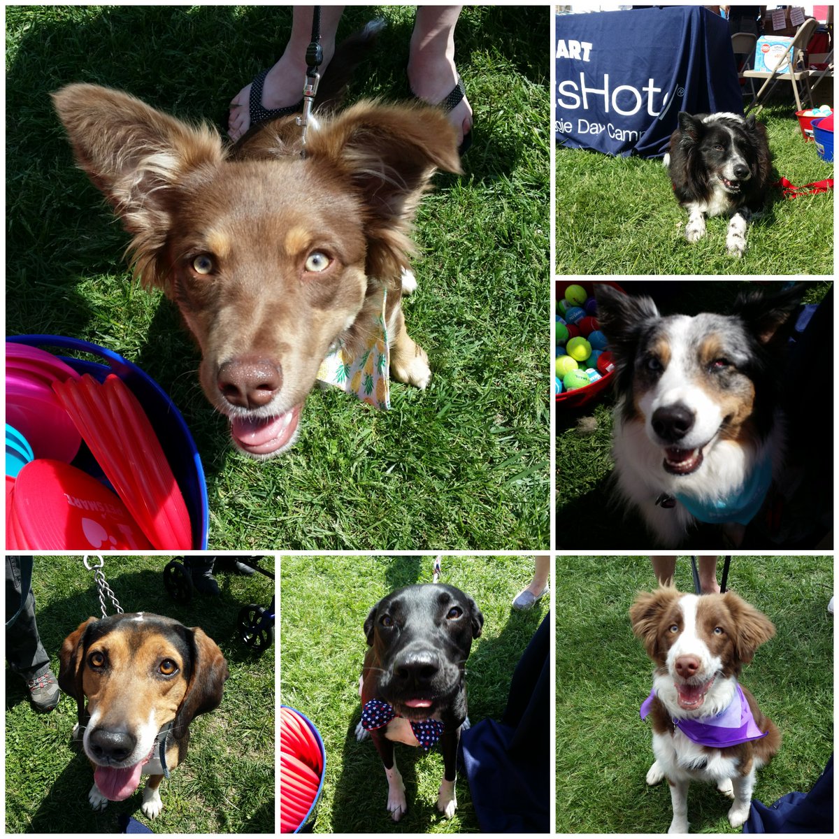 Another day of fun in the 🌞 while making new friends! ❤ #inspiredbypets <a href="/RaySims571/">rsims</a> <a href="/JschroederJamie/">Jamie Schroeder</a>