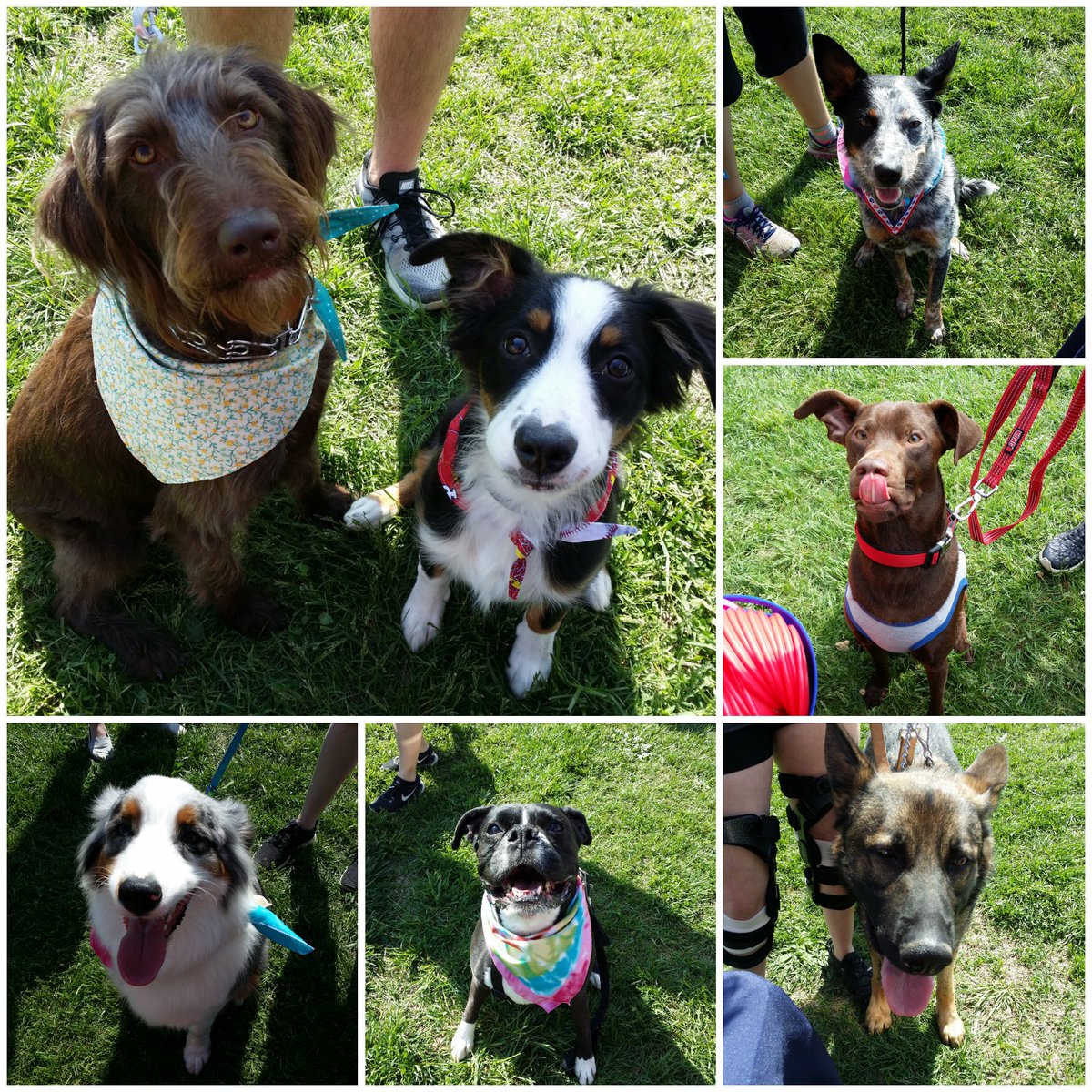 Another day of fun in the 🌞 while making new friends! ❤ #inspiredbypets <a href="/RaySims571/">rsims</a> <a href="/JschroederJamie/">Jamie Schroeder</a>