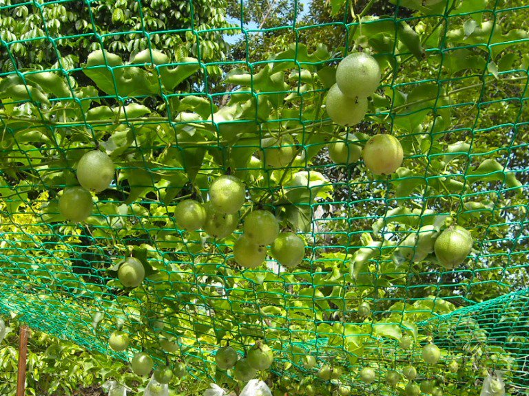 agri_infohub's tweet image. Passionate about Agriculture?
Agribusiness professionals believe that, It is time for Young People to be passionate about Farming.

&quot;Money cannot buy passion, money cannot buy commitment this two things have to come within you&quot; ~
@RichardMunang
#InnovativeVolunteerism
 #EBAFOSA