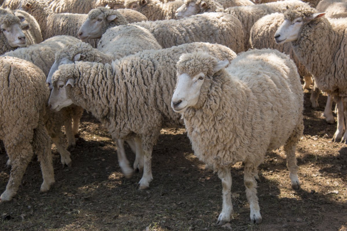ShannonRidge's tweet photo. Meet the Shannon Ridge vineyard managers! They are hard at work weeding and fertilizing while we are finishing up pruning and tieing the vines!
#sheep #oviscycle #sustainable #winery https://t.co/aCqncw8HU8