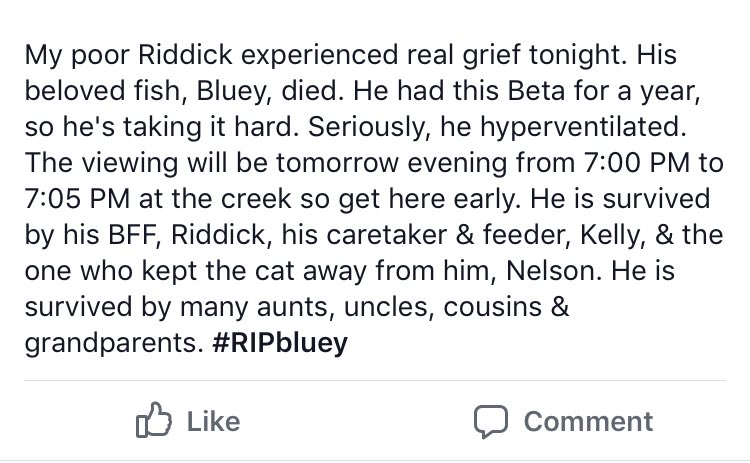 devin_petit's tweet photo. My cousin’s son (5 years old) lost his beloved fish #RIPBluey https://t.co/Py0nXvncTd