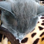 6話まとめ ゲゲゲの鬼太郎 18 泣いてる ゴールデンカムイ ﾟ ﾟ D ﾟ ﾟ アニメレーダー