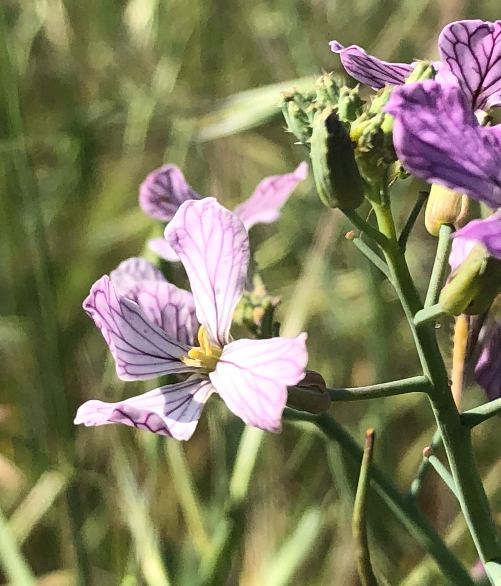 AnaVeroBodyCafe's tweet photo. Dance of #oya 
#plantphotography #flowers #naturephotography #NationalGeographic 
#wildcrafting #selfcraft #selfcare #walkinthewilds #thecolorpurple #purple #craft #ase https://t.co/T7MA5zB2QZ