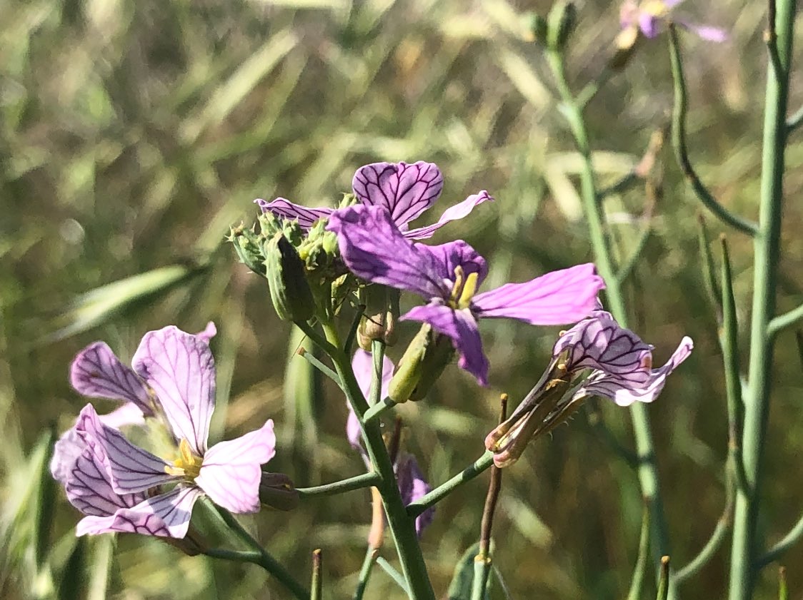 AnaVeroBodyCafe's tweet photo. Dance of #oya 
#plantphotography #flowers #naturephotography #NationalGeographic 
#wildcrafting #selfcraft #selfcare #walkinthewilds #thecolorpurple #purple #craft #ase https://t.co/T7MA5zB2QZ