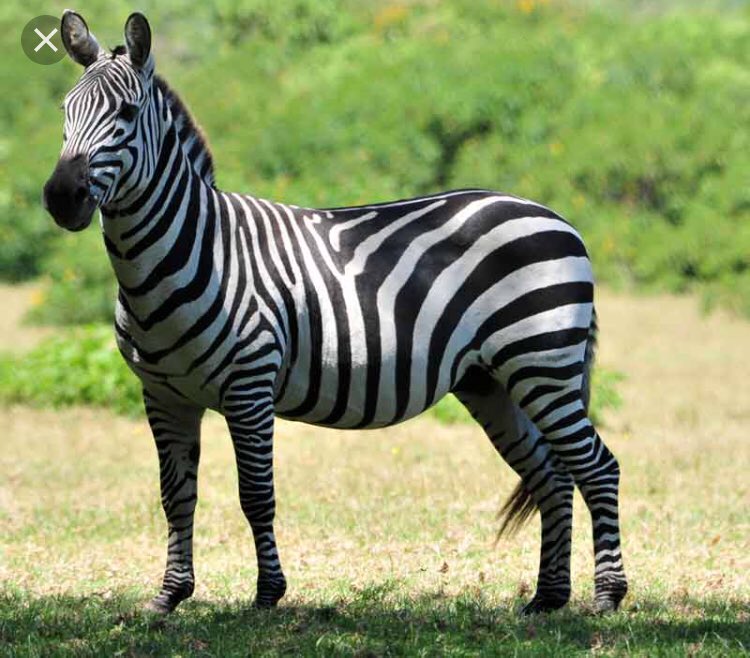 alterum_vero's tweet photo. Rokhaya #diallo #compresses!
Cet animal lui fait perdre son latin!
Est ce que le #Zèbre est un animal noir avec des rayures blanches, ou l’inverse? https://t.co/ExQCN3nRMP