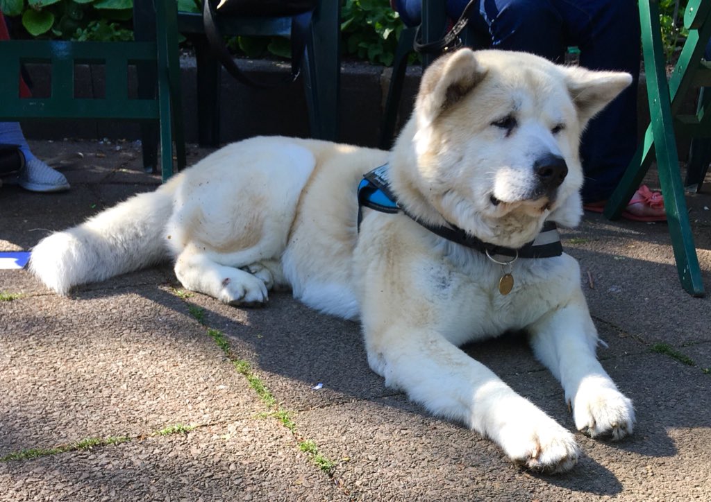 sanshui596's tweet photo. #Timmy a Japanese #Akita. #mountains #Japan #Japanese #temperament #docile #composed #responsive #dignified #alert #AkitaKen #mountainous #northern #regions #dog #AkitaInu #GreatJapaneseDog #JapaneseAkita #doublecoat #nobark #faithful #dogs #doglovers  #furbaby #Brighton #Sussex https://t.co/zjf9M1lweM