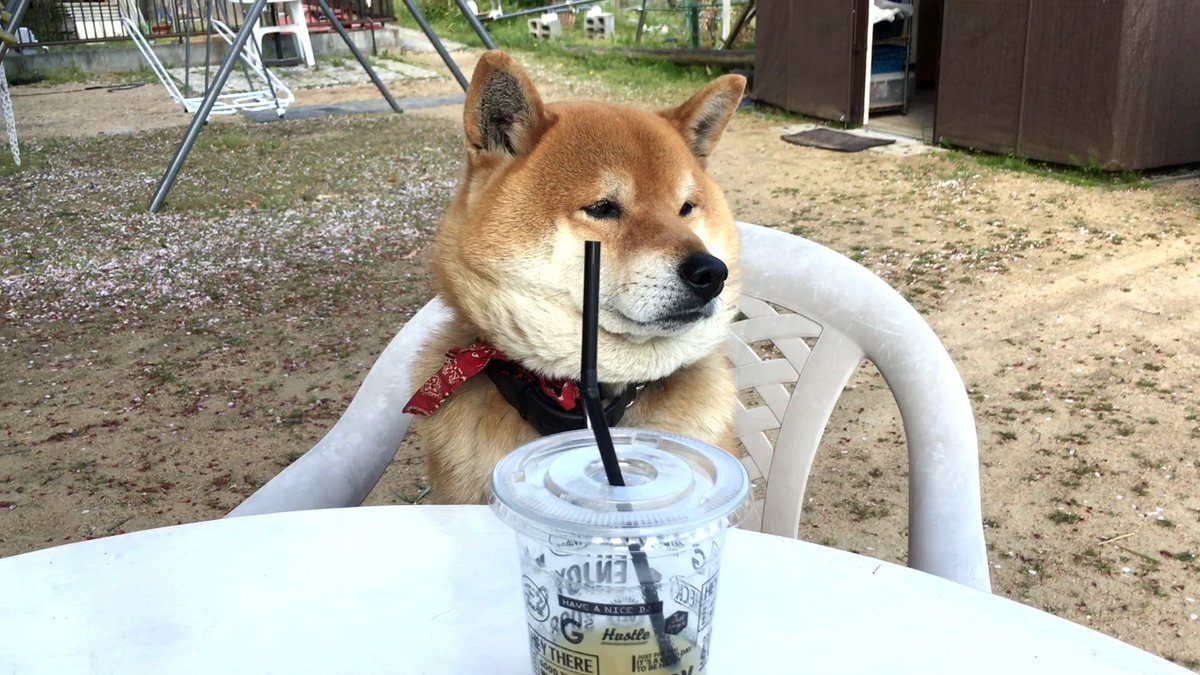 柴犬てつ A Twitter この柴犬てつ君の動画がyoutubeで100万回再生を突破しました 良かったら見てみてください 飼い主とのお茶会がつまらな過ぎて居眠りをごまかす柴犬 Shibe Is Trying To Stay Awake At The Boring T T Co Mmxbi1jmss Youtubeさん