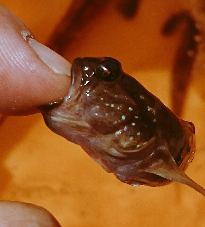 うおっちゃー Uwottyaaa 続いてはイトヒキハゼ 噛む力が凄い 釣り イトヒキハゼ T Co Mpv1kg9y92 Twitter