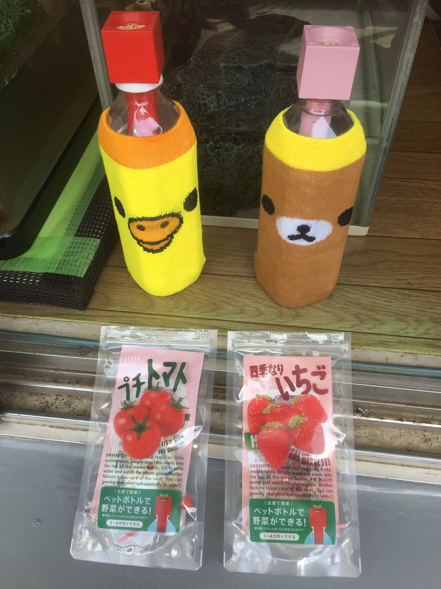 ちっちー 可愛らしいの始めました ˊ ˋ ペットマト 四季なりいちご ペットボトル栽培 ちっちー 可愛らしいの始めました ˊ ˋ ペットマト 四季なりいちご ペットボトル栽培