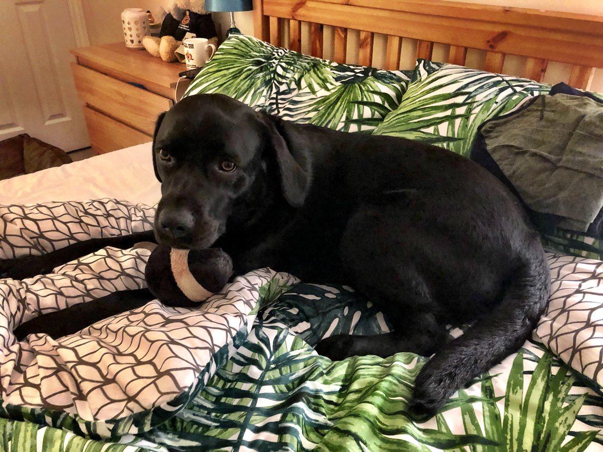 CGA_Kev's tweet photo. When you get home in the early hours of the morning from being #outonashout and find your space in the bed has been hijacked by #MeganPup while you were away! #CoastguardProblems ๐#alwaysoncall https://t.co/DGa6fggogQ
