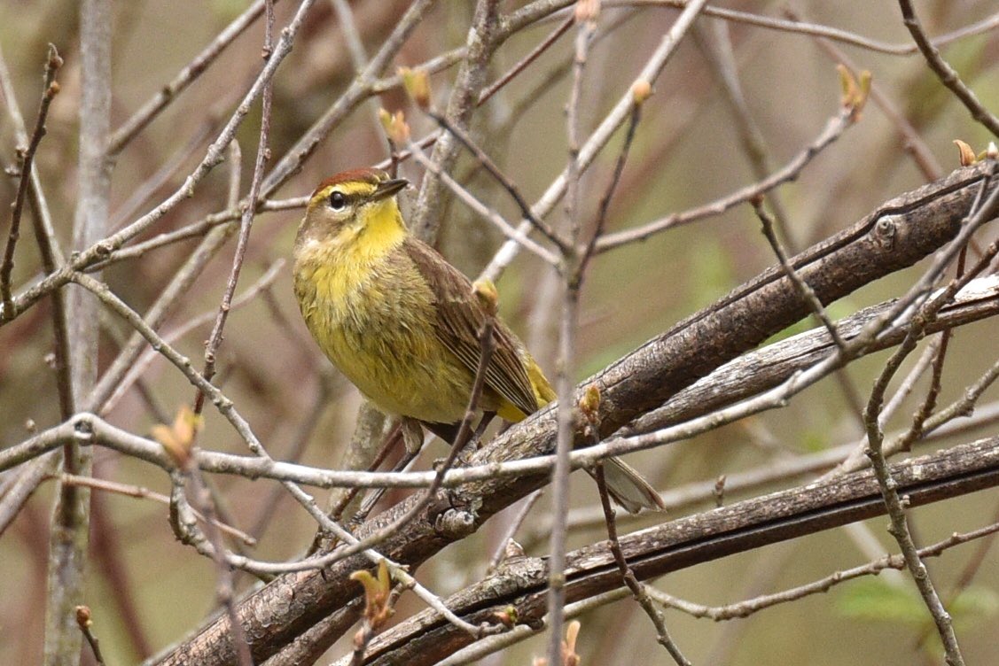 jayneeb63's tweet photo. Did you see a Palm Warbler on this #GlobalBigDay2018 ? https://t.co/7wCduheZZE