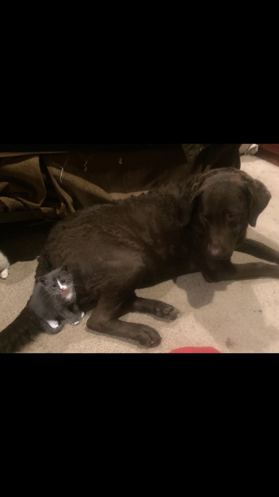 EF_taylor's tweet photo. my baby Avery is missing 💔💔 she could honestly be anywhere in annapolis right now since she’s a che’speake retriever (amazing swimmer) so she could have swam to any neighborhood along the water. please share and help me find her. https://t.co/Yz8pwfZcHb