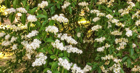 GNPSociety's tweet photo. Non-native Ligustrum sinense, aka: Privet is blooming now. A category 1 invasive plant in GA &amp; the SE. Evergreen &amp; adaptable, it can be found in many environments &amp; easily seen on roadsides crowding out native plants. #GoNative #PrivetPull #Plantforbirds
https://t.co/OtZeYyM30q https://t.co/O7tuhdInbM