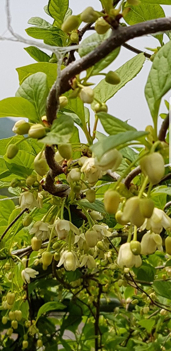 오월에 오미자...
뜨거운 여름을 거치면서 
붉은 오미자를 만들어내야하는
긴여정을 시작하는
나의 애기들...힘내자!!