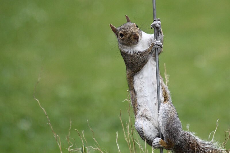 ssquirrel007's tweet photo. @SublimeSquirrel @_White_Squirrel @MoxyRoxyInc @sciuridaely @SQRocky @coffee2squirrel @Chico3DSquirrel @NancyRose38 @johnsonk120 @CLMacLean1 @PennySkwish @StardustSoul7 @scar776 @JohnKelly @HippySquirrel Someone said .....dance? https://t.co/aI0QKISi3U