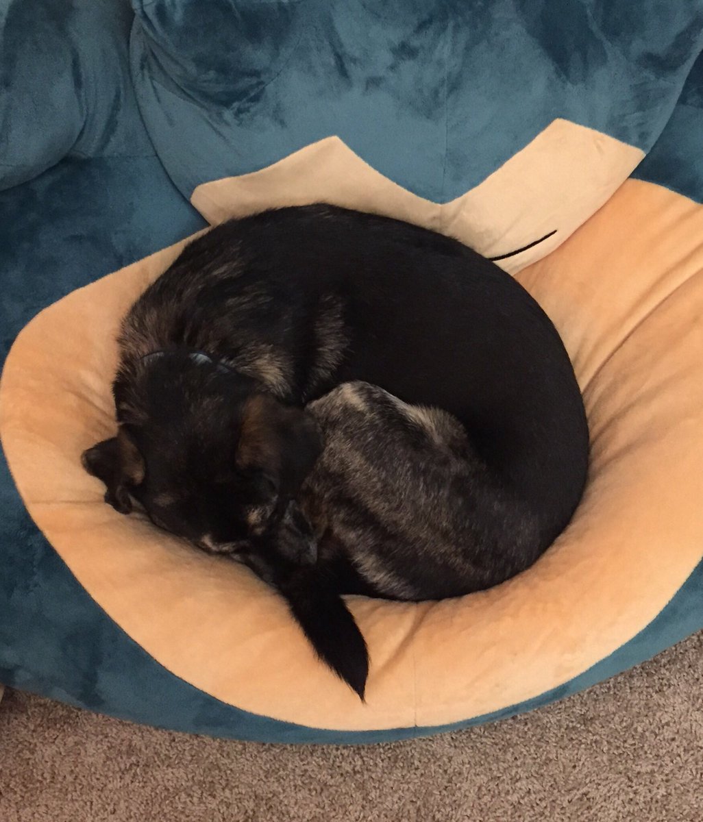 TheAsianJC's tweet image. Best picture of my dog laying in Snorlax! He doesn’t do this often. #thinkgeek #cuteanimals