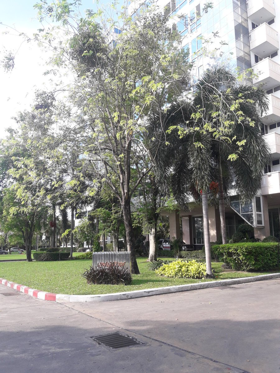 iihmbangkok's tweet photo. #KasemBunditUniversity dormitory building early morning today. Greenery everywhere #IIHMBangkok #3BestYears @IIHMHOTELSCHOOL https://t.co/1EOWhsBhP4