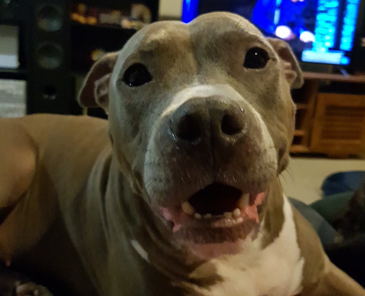 GracieMaloo's tweet photo. The best way to stop over breeding, so that all pets can have a living home like me is to desex your pet. Not only can it stop unwanted litters, it can reduce cancer chances, roaming and unwanted behaviors #operationwanted #stopoverbreeding #desexyourpet #desexing https://t.co/ulDpOLg0D3