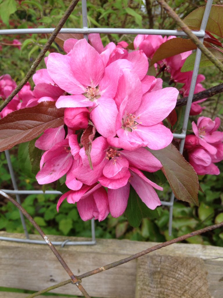 Crab apple blossoms trying to escape..🙂..sold to me as Red Sentinel, but I think it might be Royal Beauty...certainly lives up to that name  #flowers