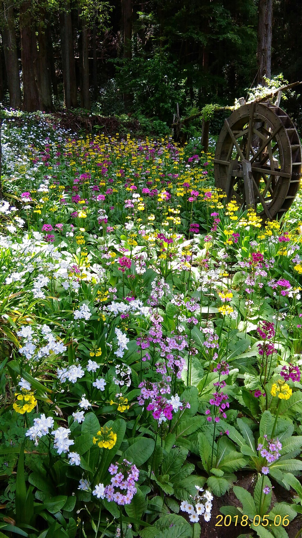 みつ花の里のクリンソウ ぴんぼけ日記