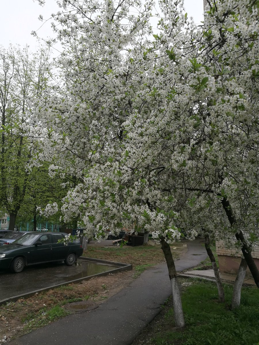 vikgrimm's tweet photo. После дождя так #свежо и приятно слышать запахи весны! https://t.co/RD2zHGW0NK