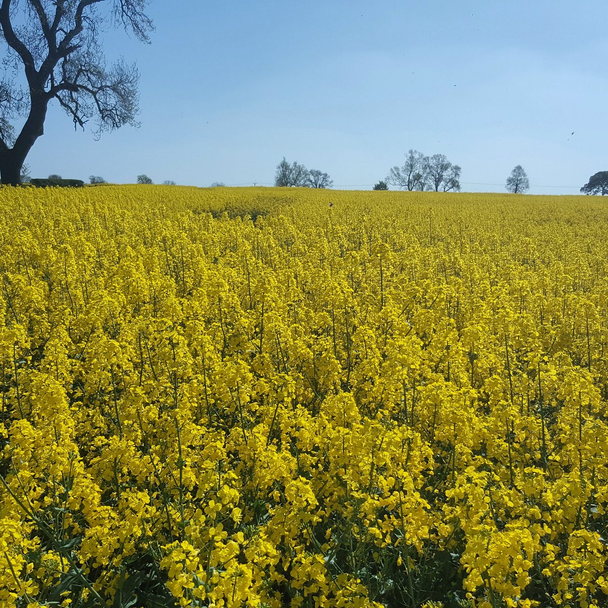 simon_clayson's tweet image. Just glorious. #SummerIsHere #MayDayWeekend
