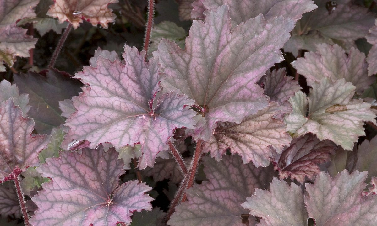 Purple's the new pink, and manicured lawns are out! More gardening trends here...... theguardian.com/lifeandstyle/2…