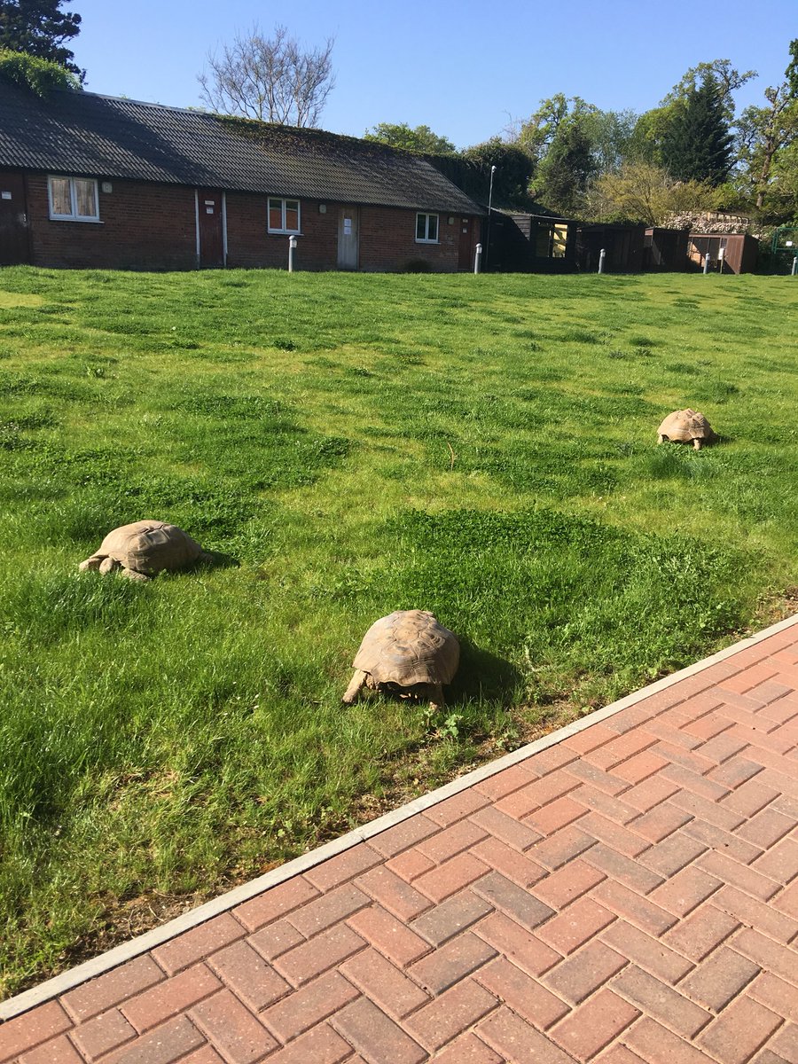 learnsmartacdmy's tweet image. These guys are chilling outside our classroom today! #workingwithanimals #revision #revisioncourse #GCSEs