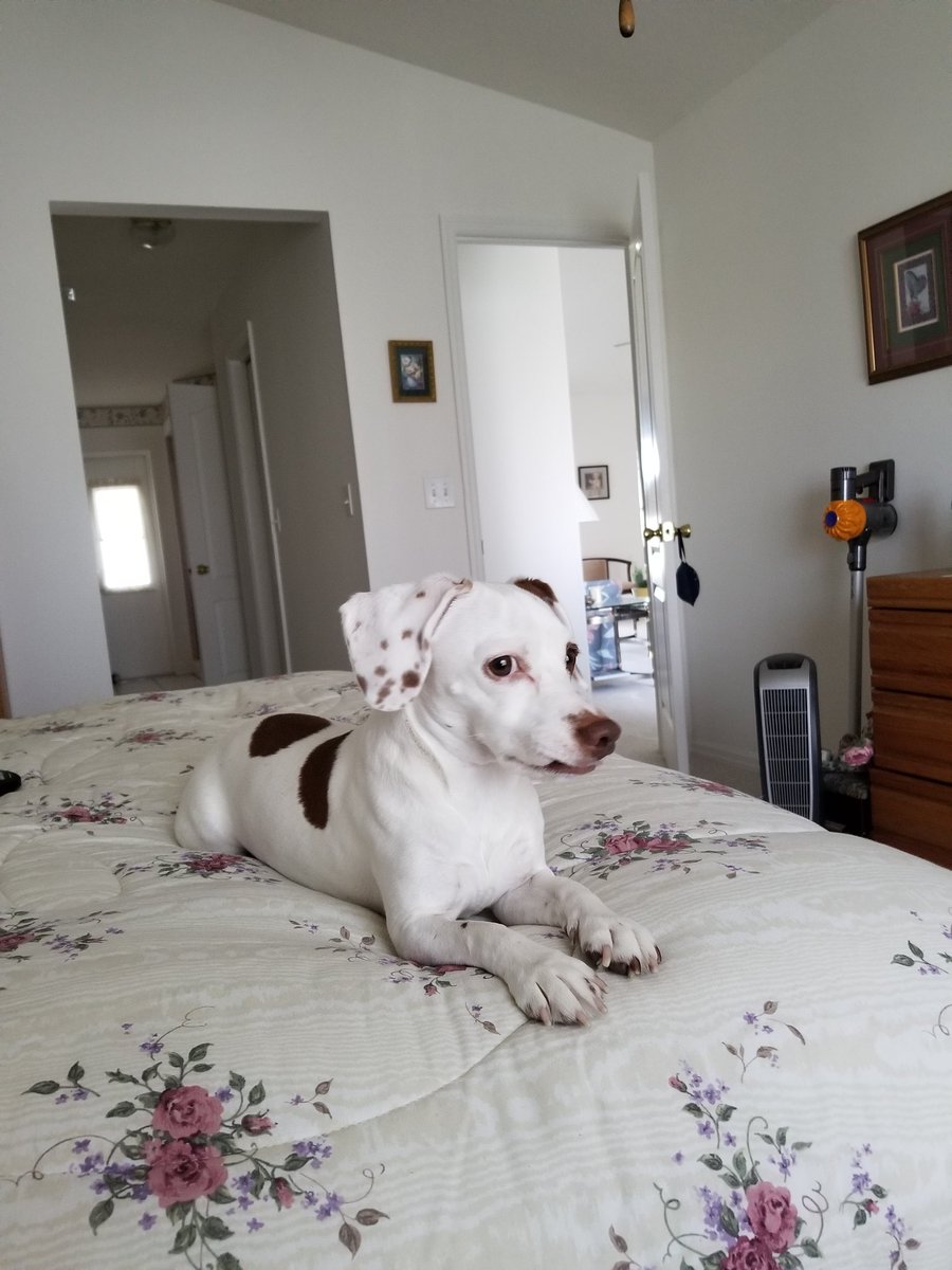 what kind of dog is in the claritin commercial