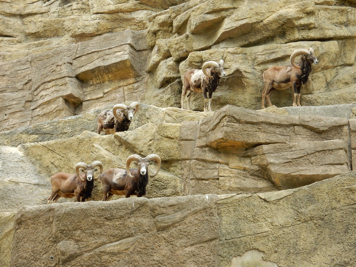 千葉市動物公園 公式 Auf Twitter ムフロン ヤギではなくヒツジの原種です 断崖絶壁でも平気で駆け上ることができます 昔の人々が内側にある柔らかい毛に着目し その毛がたくさん伸びるように長年にわたって改良して現在のヒツジとなりました 飼2 Chibazoo