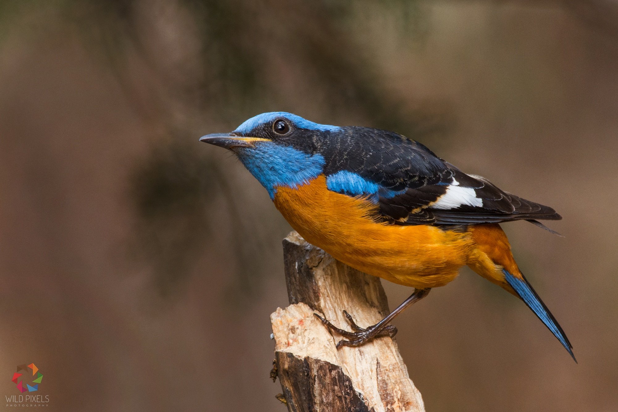 Prashant Kumar on X: "Blue-capped Rock-thrush (Monticola cinclorhyncha) Sattal, Uttarakhand April 2018 @orientbirdclub @Avibase @HBWAlive @SanctuaryAsia @SaevusWildlife https://t.co/JZOpFH0Gzh" / X