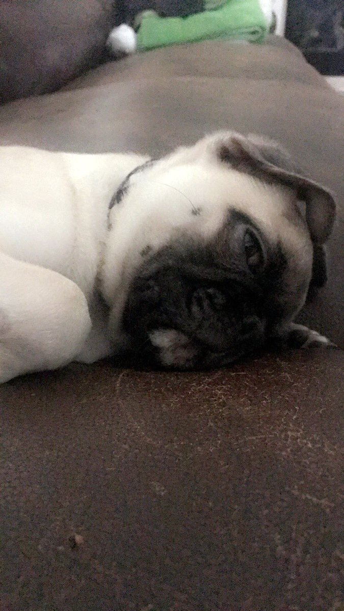 bree_eure's tweet photo. I love that Pugsley is on our sleep schedule and sleeps through the night. 🙏 https://t.co/PJN3y3Peqs