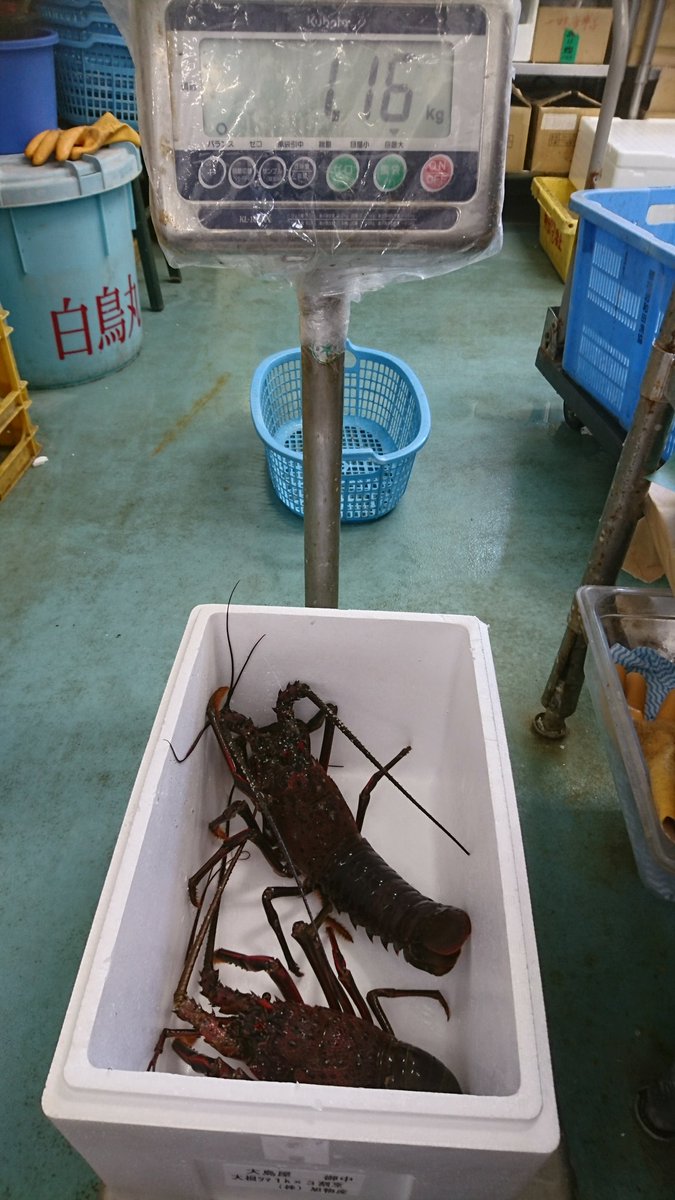 五十嵐真on Twitter 伊勢海老 Before After