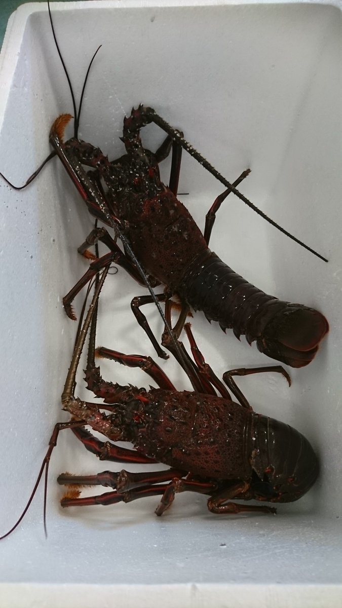 五十嵐真on Twitter 伊勢海老 Before After