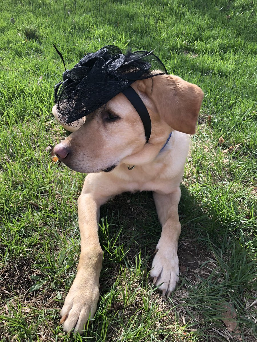 leapingmaise's tweet photo. Well my horse might not have won, but I was looking gorgeous for the Derby! #bluedockdogs #bluebuffalo #dockdogs #coolaidrecovery #littleyellowgirl #abfttb https://t.co/FHutdDp3F8