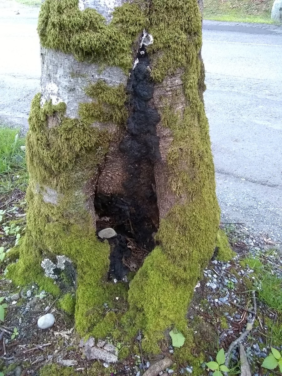 Micro_MarinB's tweet image. #forest #FUNGUS #fungalpathogen #Kretzschmaria #naturaleza #fungaldisease #Burnaby #BritishColumbia