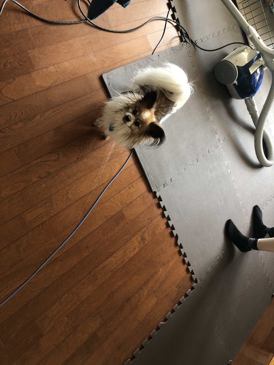 M Yamada 長年使ったコルクマットが かなり汚れたので交換 少々困惑気味のルークくん 愛犬 パピヨン