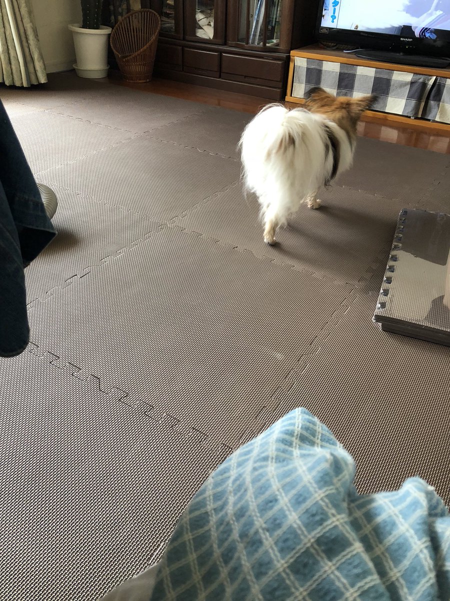 M Yamada 長年使ったコルクマットが かなり汚れたので交換 少々困惑気味のルークくん 愛犬 パピヨン