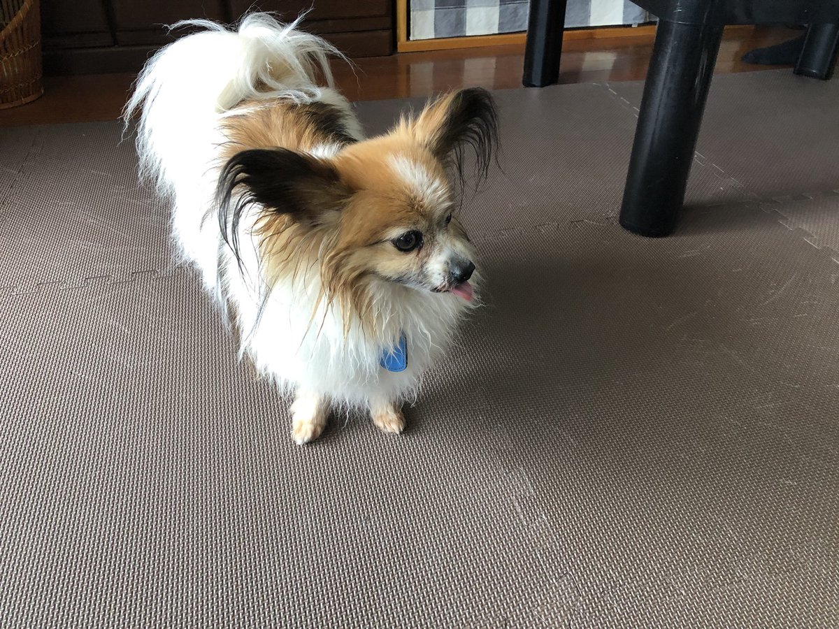 M Yamada 長年使ったコルクマットが かなり汚れたので交換 少々困惑気味のルークくん 愛犬 パピヨン