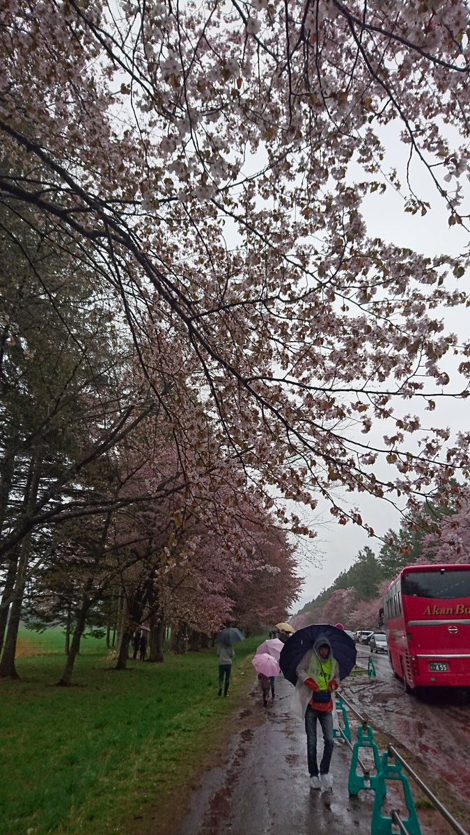 静内桜まつり 静内桜まつり