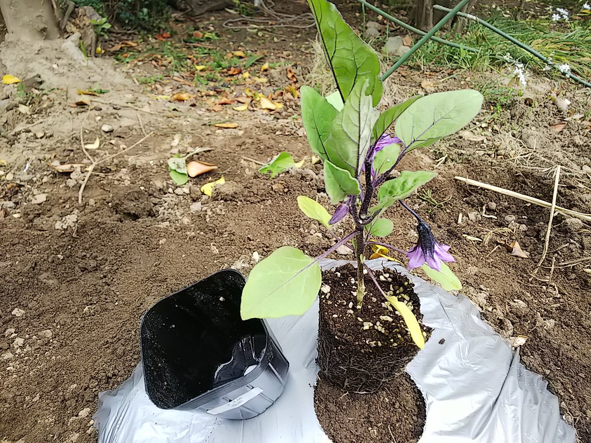 信州発 家庭菜園 Q S Natural Garden على تويتر ナス の 竜馬 祝 定植 第一花は摘花済みだけど 既に2つ咲いているな アブラムシ 対策で シルバーマルチ しました なす 茄子 長野 家庭菜園 ゴールデンウィーク 夏野菜 無農薬栽培 信州発 家庭菜園 Q S Natural Garden على تويتر ナス の 竜馬 祝 定植 第一花は摘花済みだけど 既に2つ咲いているな アブラムシ 対策で シルバーマルチ しました なす 茄子 長野 家庭菜園 ゴールデンウィーク 夏野菜 無農薬栽培