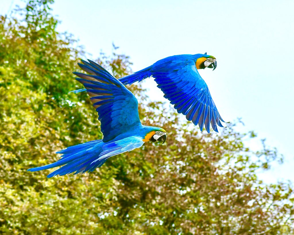 可愛い カッコイイ 動物画像 Animalfot Twitter 可愛い カッコイイ 動物画像 Animalfot Twitter