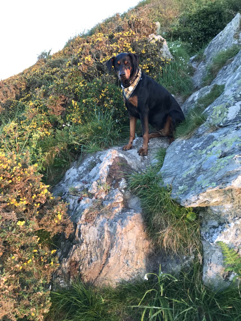 #sunrise over #Falmouth #Sudaymorning @ILoveCornwallUK @beauty_cornwall @Cornwall_Coast @CornwallAONB @BestDogPhotos @cornwall4dogs @dogcelebration #Doberman #dogsofttwitter #GetOutside #Cornwall 
Have a good day 🐾👣👍