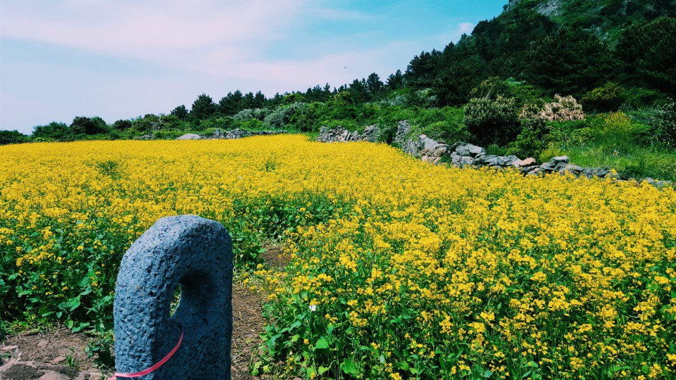 WE_THE_BOYZ's tweet photo. [제이콥] 이번엔 예쁜 제주도~~ beautiful Jeju Island~~ 
#꽃 #flower 
#제주도 #jejuisland 
#콥캠 https://t.co/e6fhJKfxR7