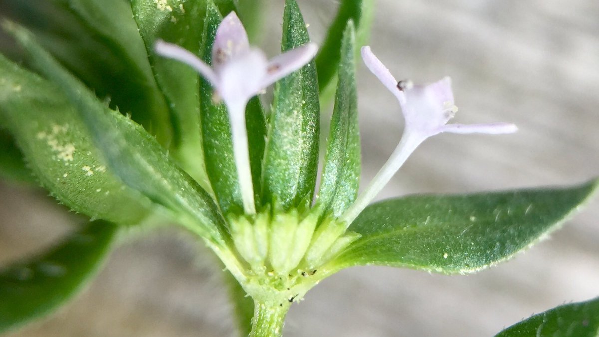 Feldbotanik's tweet photo. #Sherardia arvensis ist the only #Rubiaceae in the Swiss flora that has a clearly visible #calyx! In #Galium, #Asperula, #Cruciata etc. it’s reduced to a barely visible ring. ☝️🤓 https://t.co/KW9N1bwWRm