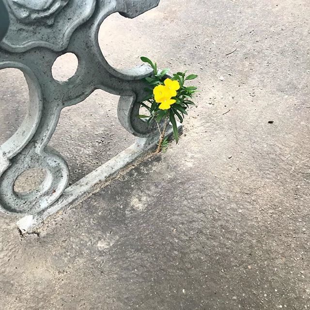 DoigtsFleuris's tweet photo. L’adaptation à son milieu, on a pas le choix , de la vie au milieu du béton. Une touche de couleur qui attire le regard, de la poésie dans un Monde de brut. 
#chat #jardinier #jardinage #terre #potager #garden #gardening #blogeusejardin #bloggergardn #éc… https://t.co/yI2Yx3T2UM https://t.co/7oBNj8WQUN